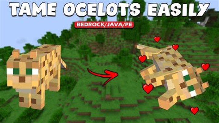 1.14 PS4 Minecraft cannot tame ocelot [duplicate]