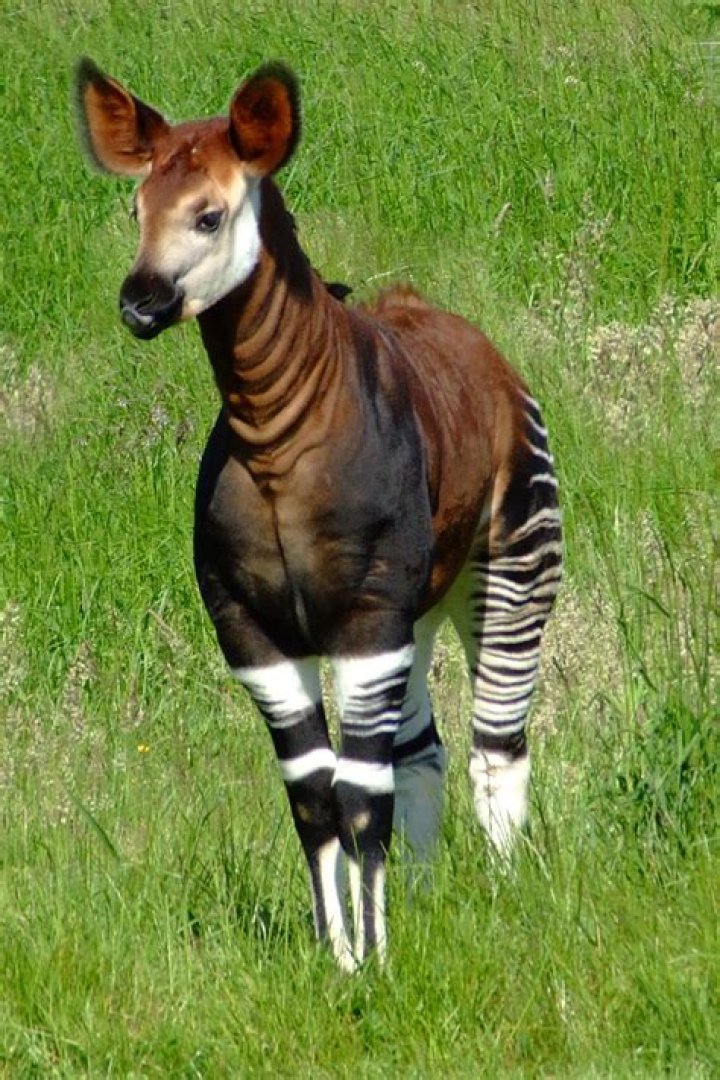 A happy okapi