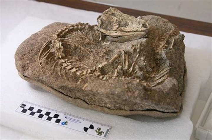 Archeaology fossils