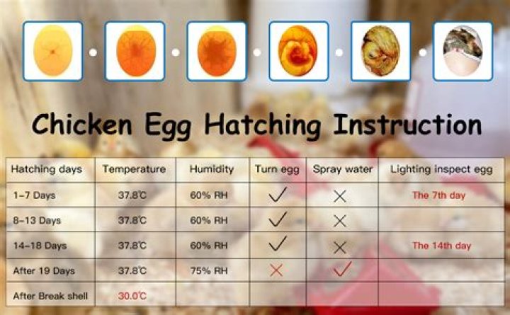 Are eggs predetermined before you hatch them?