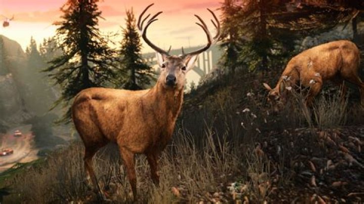 Are there animals in GTA Online?