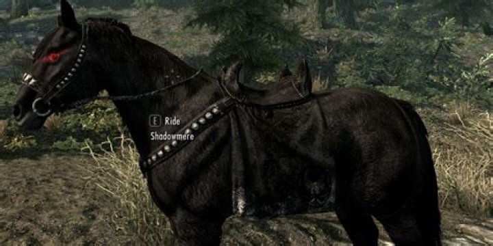 Are there any special horses besides the Dark Brotherhood horse?