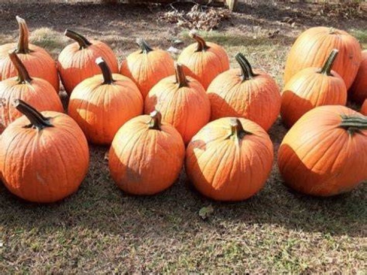Are there places where pumpkins are likely to occur?
