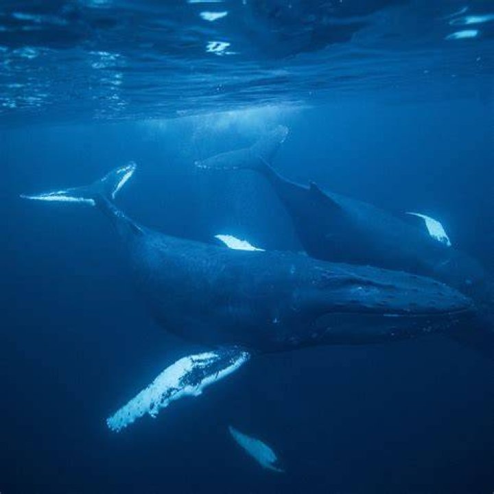 Are there whales in the ocean?