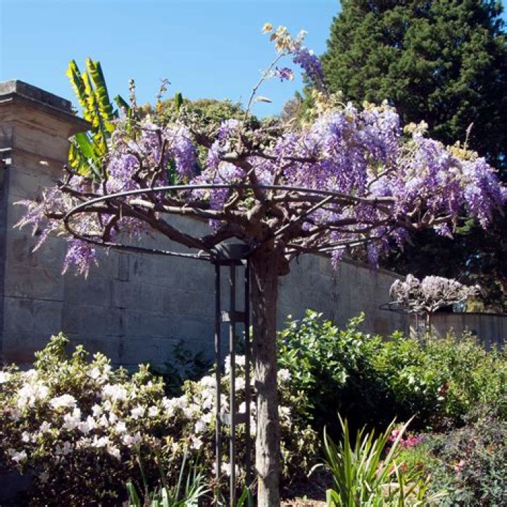 Can designs be placed under a wisteria trellis?