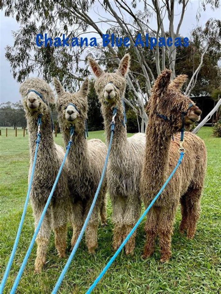 Can I talk to the blue alpaca?
