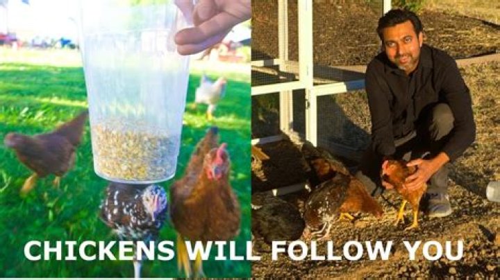 Can you make chickens follow you on the Xbox?