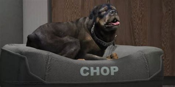 Chop the dog - What is training for?