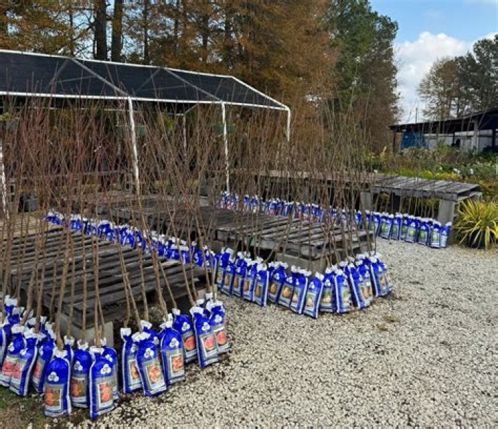 Do Berry Trees last until harvested?