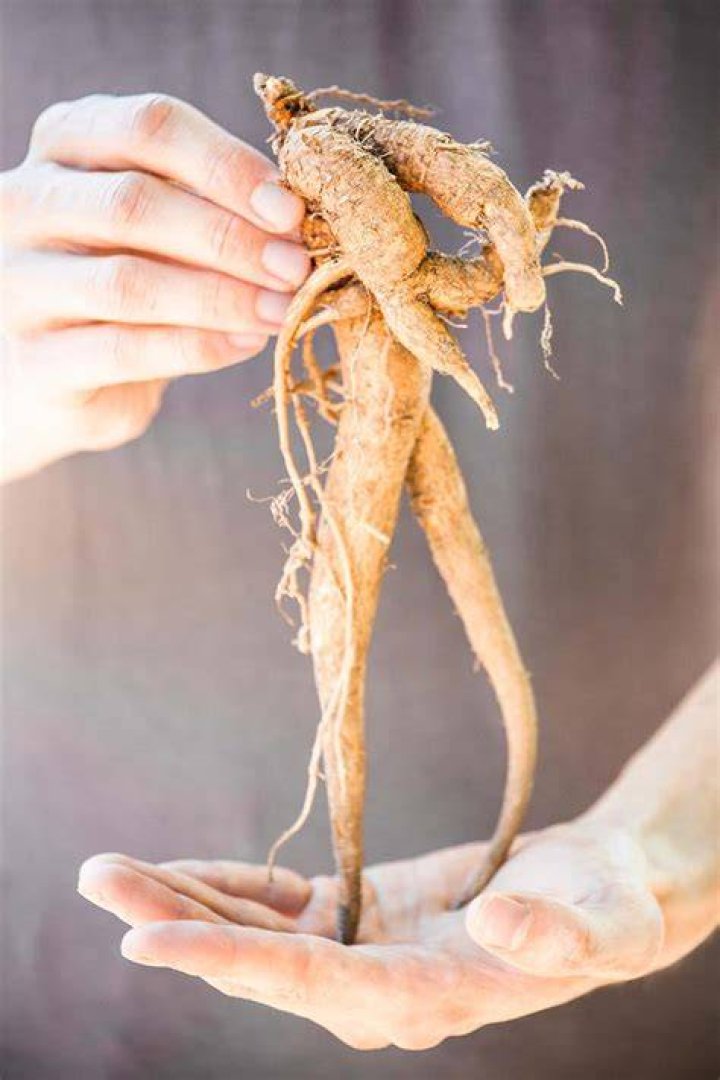 Do carrots and mandrakes grow back in the same spots?