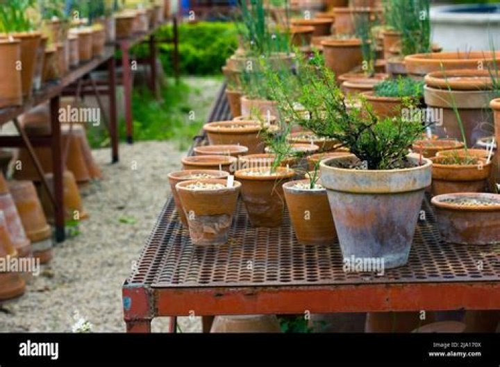 Do plants in clay pots have to be offscreen to grow?