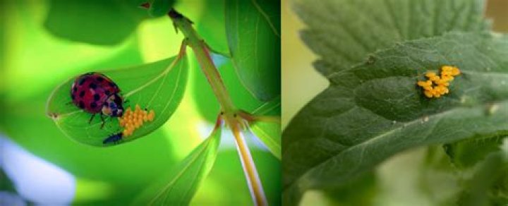 Does the Aphid Egg actually hatch?