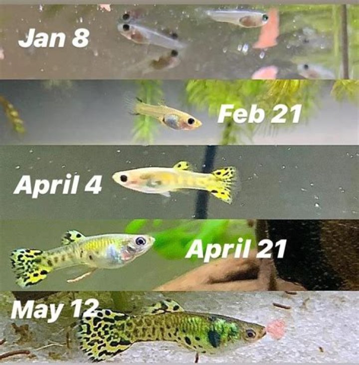 Does the Guppy transformation stack with the Mulligan?