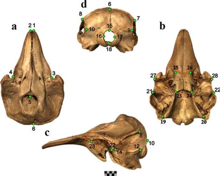 green skull location