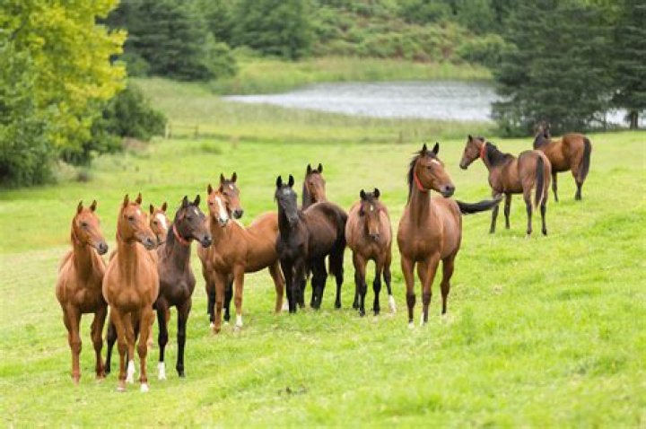 Horses