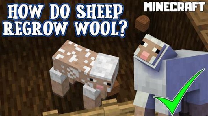 How can I convince my sheep to regrow their wool?