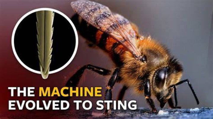 How can I get enough Stingers for a Blade of Grass?
