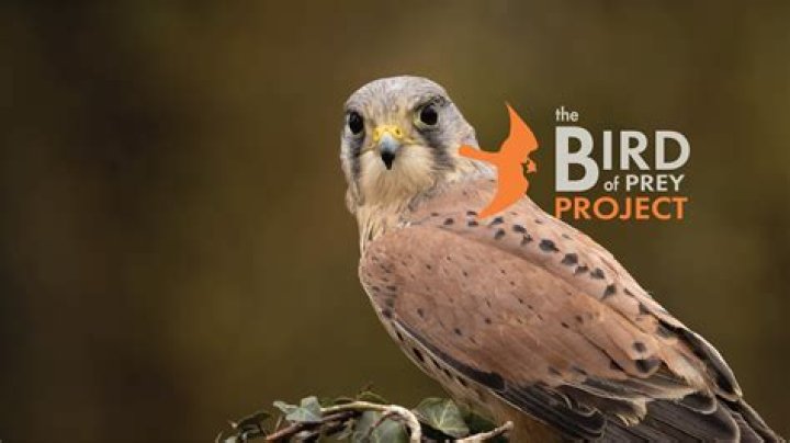 How can I get the 'Bird of Prey' achievement?