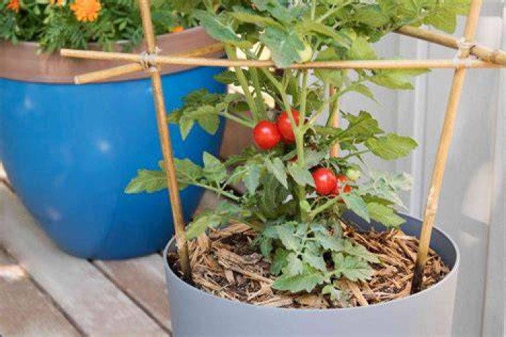 How close to water do my tomatoes need to be to considered irrigated?