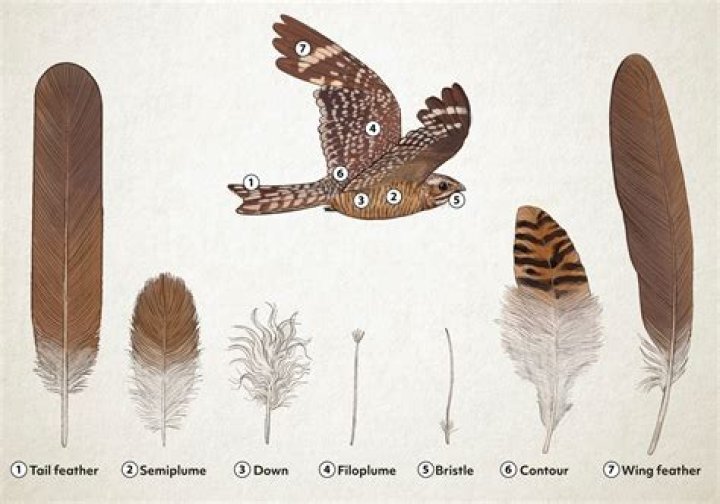 How do I get feathers from Chirri?