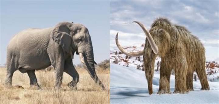 How do I get powdered mammoth tusk?
