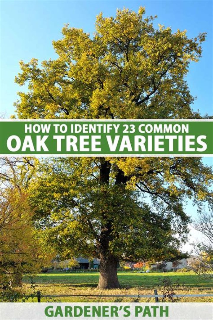 How do I grow a tall oak tree?