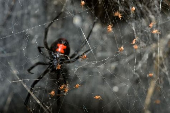 How do I kill spiders?