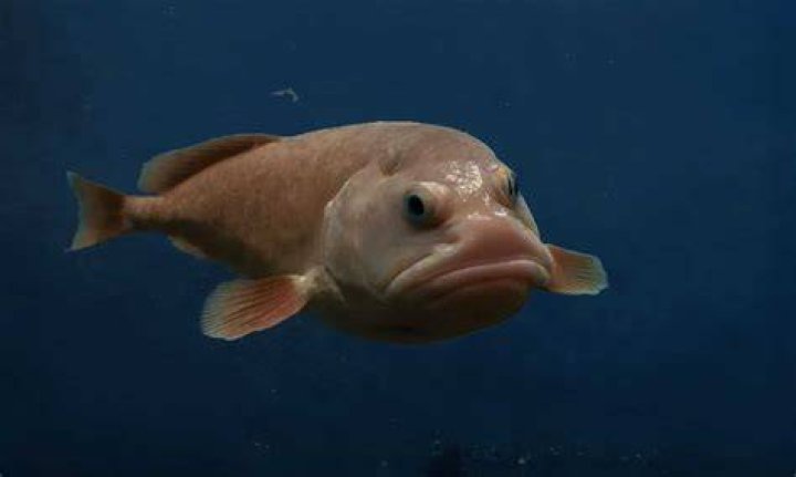 How do I make captured large fish swim around in an area filled with water in Starbound?