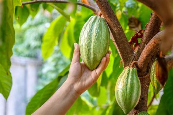 How do I plant cocoa beans?