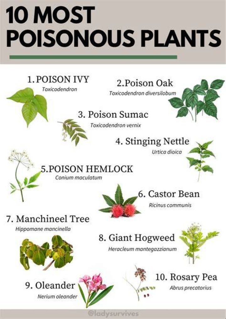 How do make water poisonous, but also resistible?