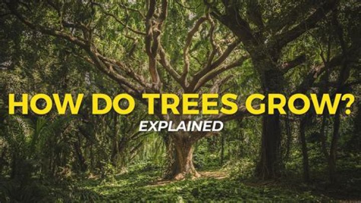 How do trees grow in Terraria?