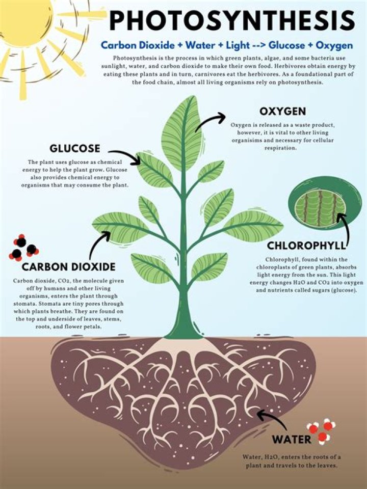 How do you interact with the green plant like things?