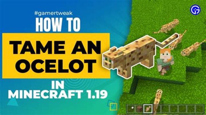 How do you tame Minecraft Ocelots when they don't eat?