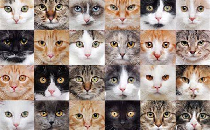 How many different cats are there in Neko Android?