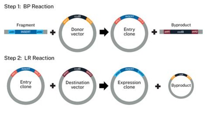 How to clone a structure between dimensions?