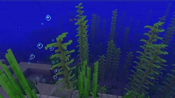 How to find age of kelp in minecraft bedrock