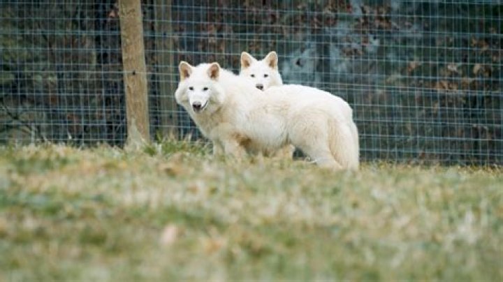 How to get wolves across an ocean?