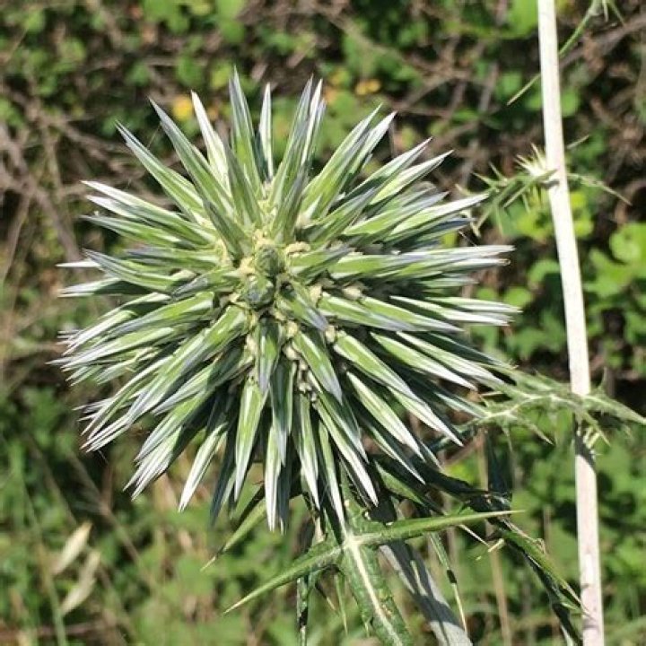 How to kill echinops?