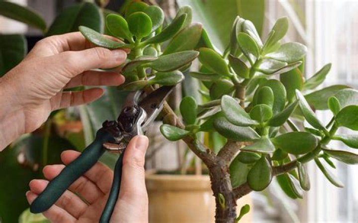 How to remove flowers efficiently in ACNH?