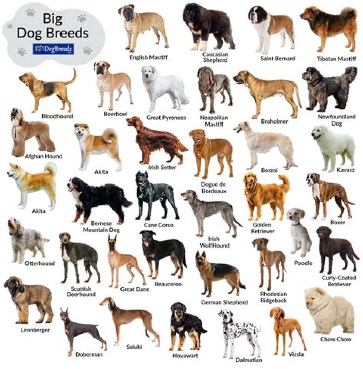 I bought a dog. What is it good for?