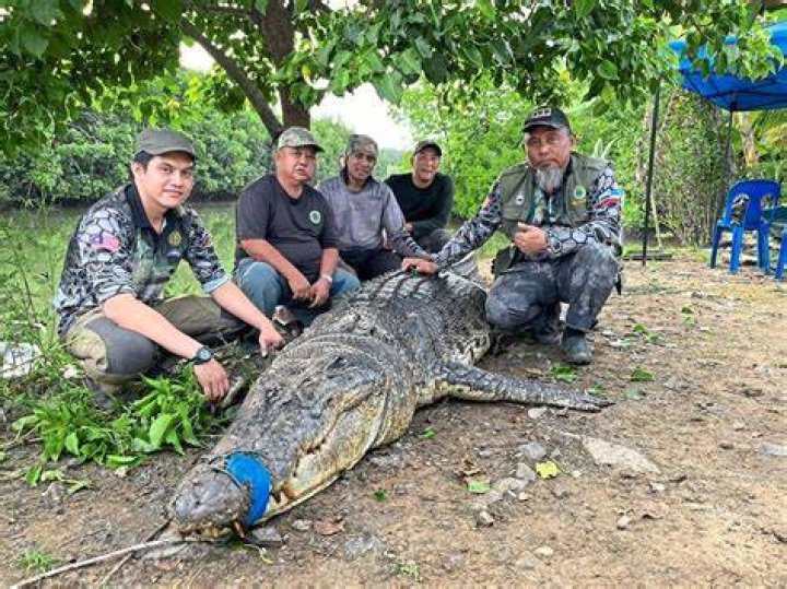 Is it possible to hunt crocodiles using blades?