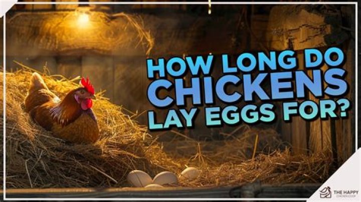 Is there a way you can get chickens to lay eggs more often?