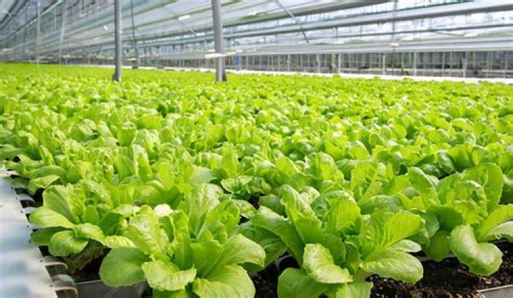 Lettuce Farm