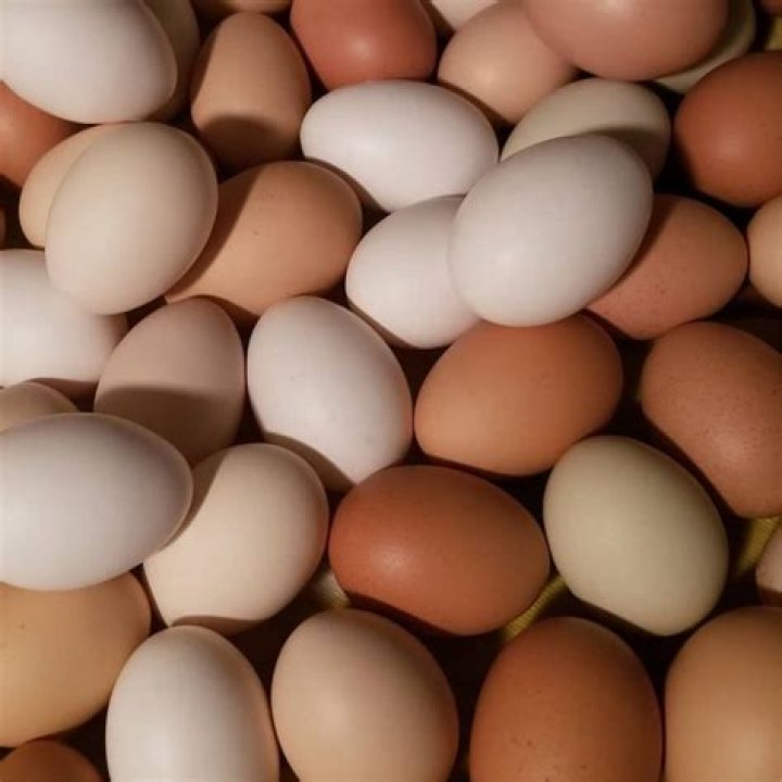 Lots of short eggs