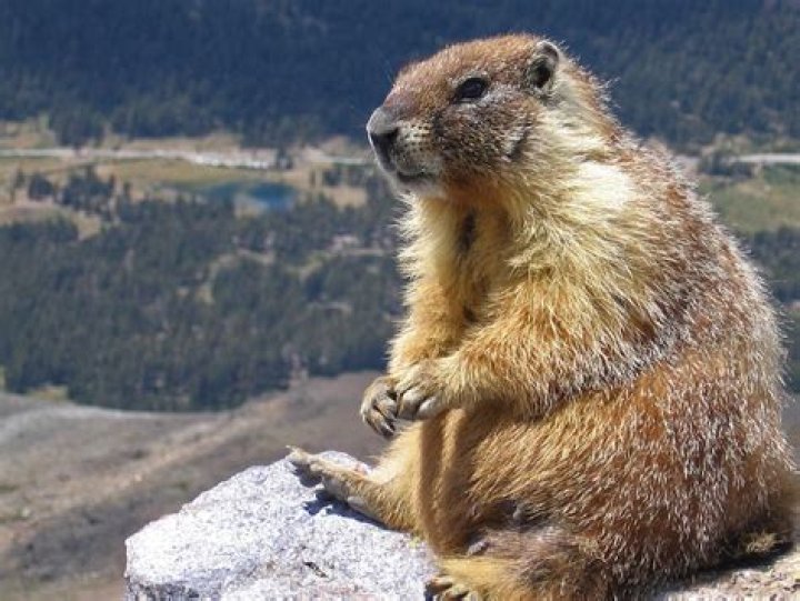 marmota