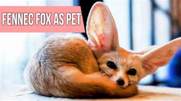 My daughter has a pet fox... Is it dangerous?