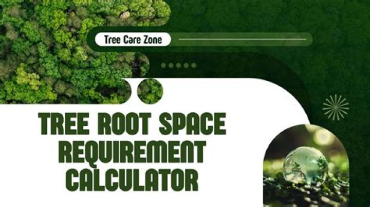 Oak tree space requirement 