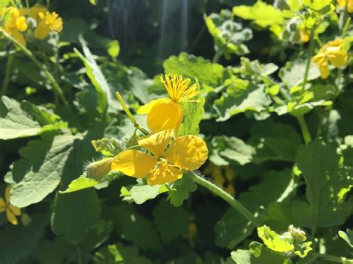 Picture of Celandine plant