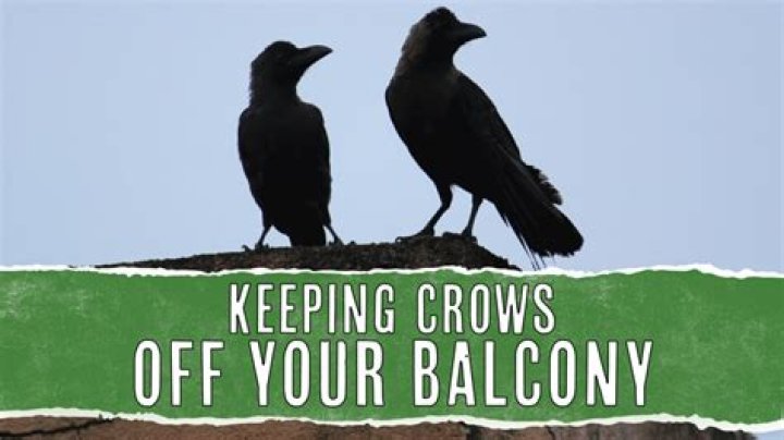 Prevents crows from attacking your crops. Has a limited range (about 20 tiles)