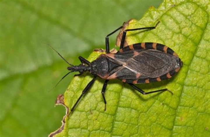 Sneaking up on a bug?